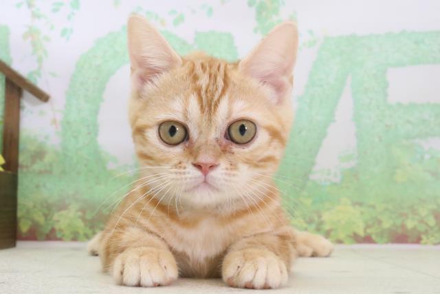 福岡県のアメリカンショートヘアー (Coo&RIKU福岡西店/2024年2月2日生まれ/男の子/レッドタビー)の子猫
