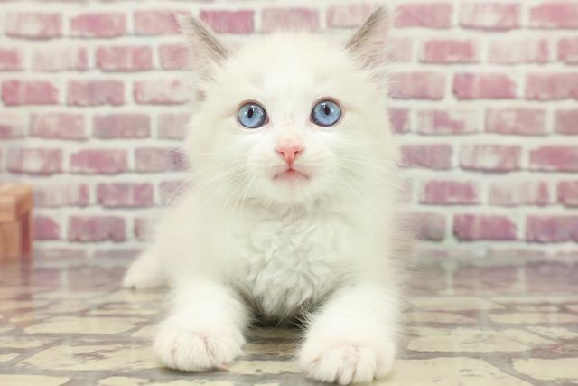 富山県のラグドール (Coo&RIKU富山店/2024年3月23日生まれ/女の子/ブルーポイントバイカラー)の子猫