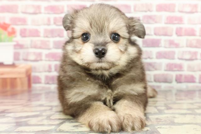 広島県のハーフ犬 (Coo&RIKU東広島店/2024年3月22日生まれ/男の子/セーブル)の子犬