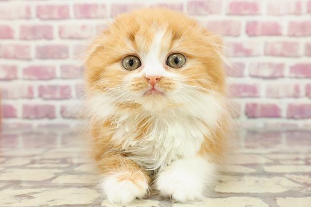 東京都のスコティッシュフォールド (Coo&RIKU新宿三丁目店/2024年3月24日生まれ/女の子/レッドタビーホワイト)の子猫