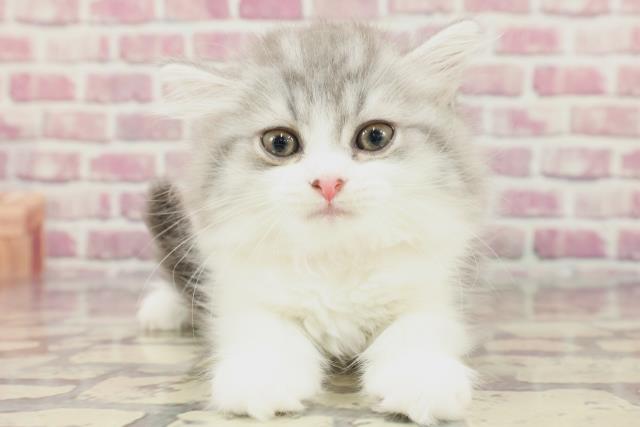 北海道のスコティッシュフォールド (Coo&RIKU札幌東店/2024年3月21日生まれ/女の子/ブルータビーホワイト)の子猫