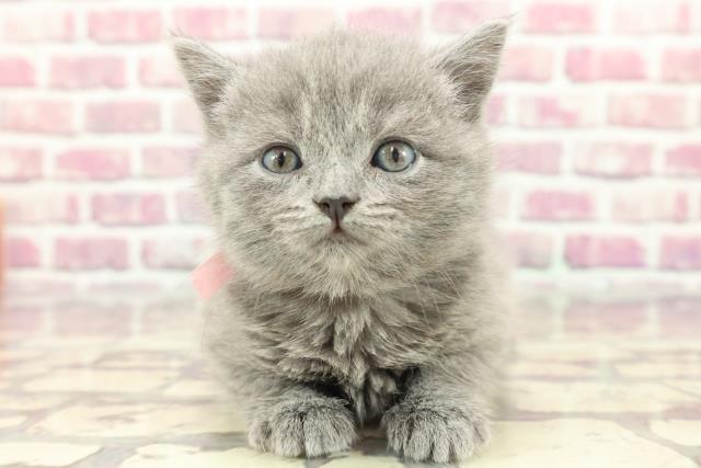 広島県のブリティッシュショートヘアー (Coo&RIKU広島中央店/2024年3月16日生まれ/女の子/ブルー)の子猫