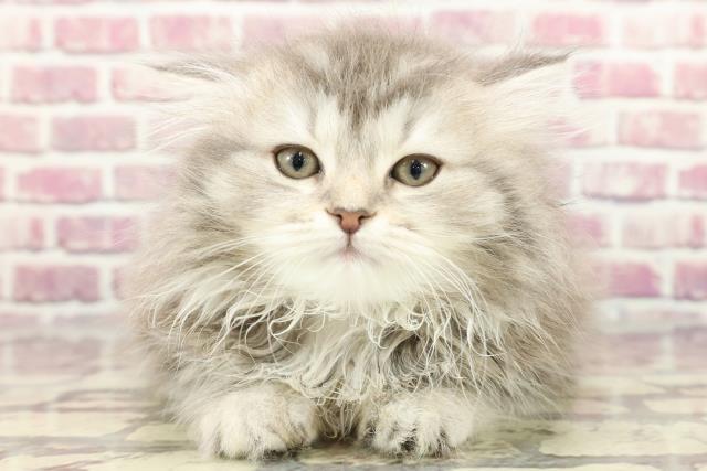 東京都のラガマフィン (Coo&RIKU浅草店/2024年3月17日生まれ/女の子/ブルータビー)の子猫