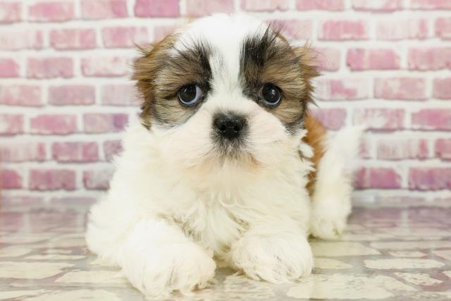 北海道のシーズー (Coo&RIKU函館店/2024年3月20日生まれ/女の子/ゴールドホワイト)の子犬