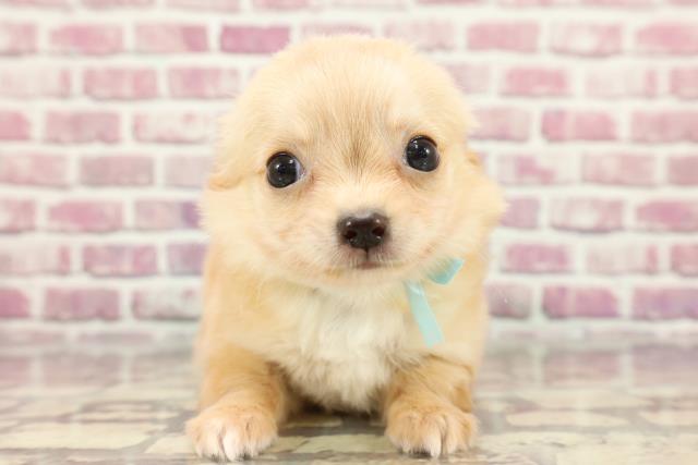 北海道のチワワ(ロング) (Coo&RIKU室蘭店/2024年3月22日生まれ/男の子/クリームホワイト)の子犬
