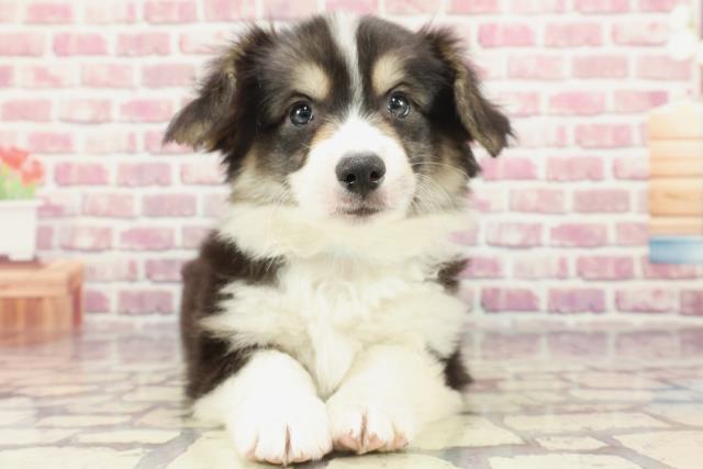 新潟県のウェルシュコーギーペンブローク (Coo&RIKU新潟西店/2024年3月22日生まれ/男の子/ブラックタンホワイト)の子犬