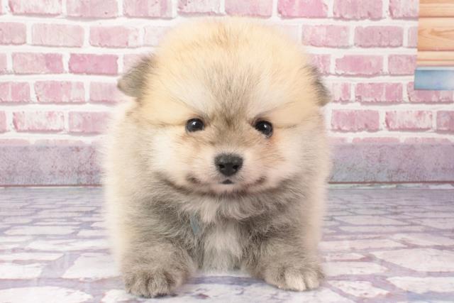 兵庫県のポメラニアン (Coo&RIKU尼崎店/2024年3月24日生まれ/男の子/ウルフセーブル)の子犬