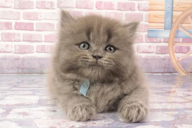 兵庫県のブリティッシュロングヘアー (Coo&RIKU神戸三宮店/2024年3月23日生まれ/男の子/ブルー)の子猫