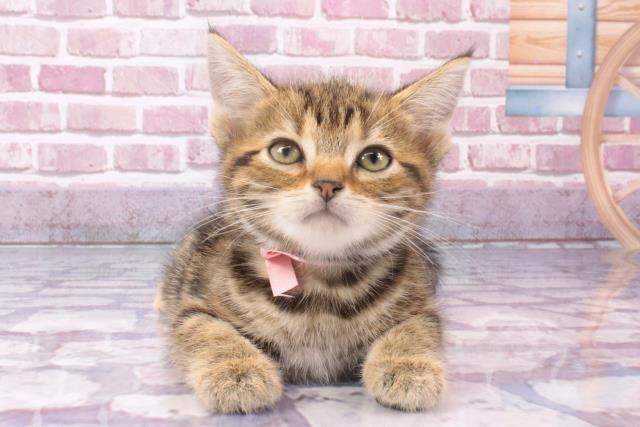大阪府のアメリカンショートヘアー (Coo&RIKU茶屋町店/2024年3月24日生まれ/女の子/ブラウンタビー)の子猫