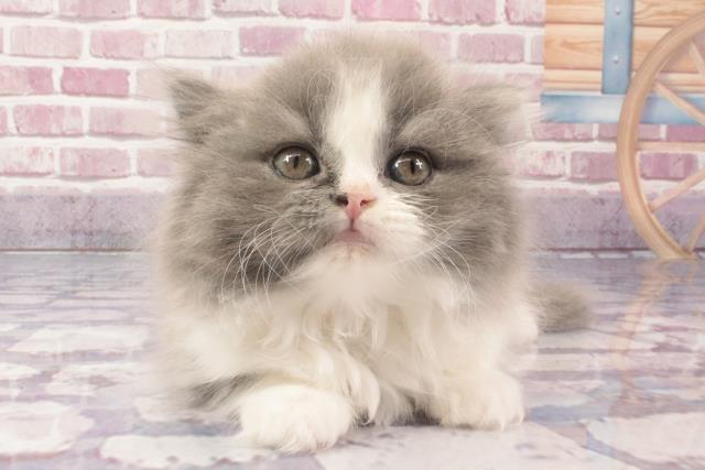 兵庫県のブリティッシュロングヘアー (Coo&RIKU神戸三宮店/2024年3月14日生まれ/女の子/ブルーホワイト)の子猫