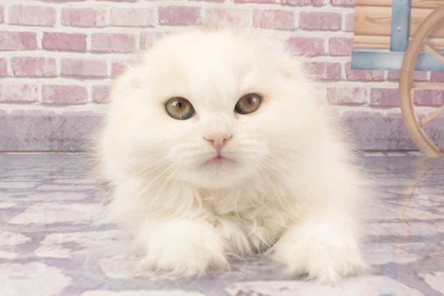 兵庫県のスコティッシュフォールド (Coo&RIKU神戸三宮店/2024年3月13日生まれ/女の子/シルバーパッチドタビーホワイト)の子猫