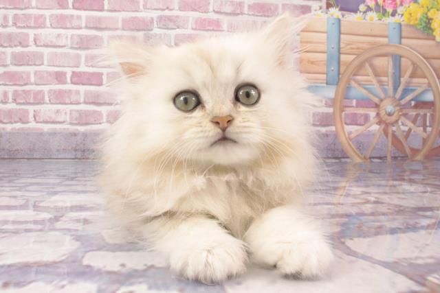 大阪府のペルシャ (Coo&RIKU茶屋町店/2024年3月21日生まれ/男の子/チンチラシルバー)の子猫