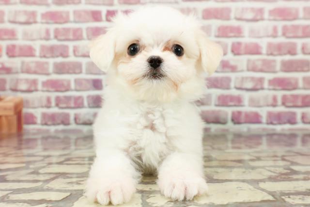 北海道のチワマル/マルチワ(チワワ×マルチーズ) (Coo&RIKU釧路店/2024年3月20日生まれ/男の子/ホワイト)の子犬