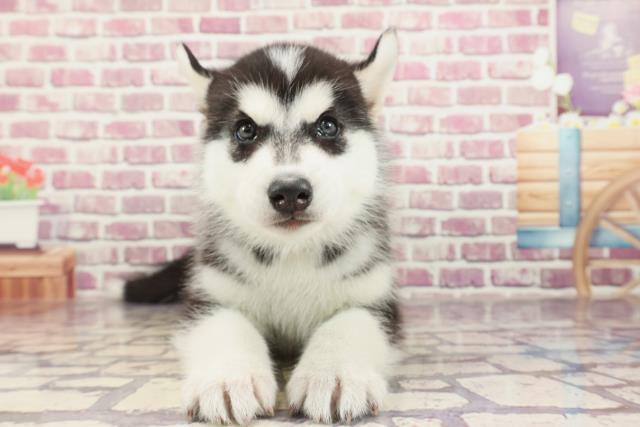 東京都のシベリアンハスキー (Coo&RIKU八王子西店/2024年1月2日生まれ/男の子/ブラックホワイト)の子犬