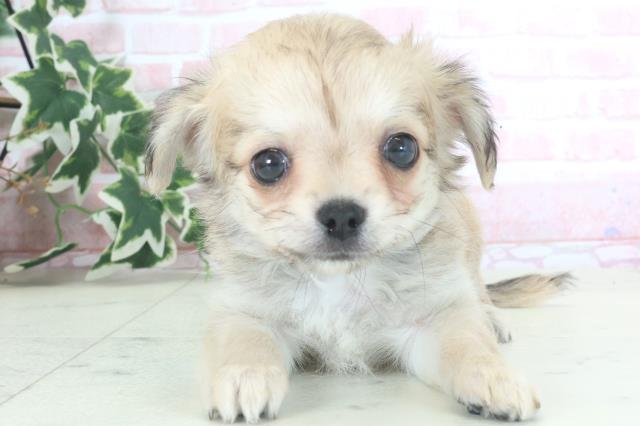 熊本県のチワワ(ロング) (Coo&RIKU宇土シティモール店/2024年3月19日生まれ/男の子/フォーンホワイト)の子犬