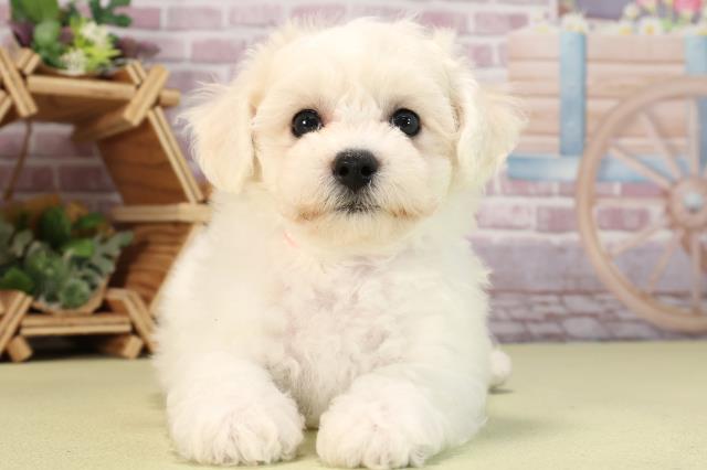 愛知県のビションフリーゼ (Coo&RIKU春日井店/2024年3月24日生まれ/女の子/ホワイト)の子犬