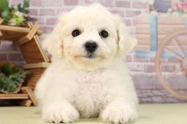 三重県のビションフリーゼ (Coo&RIKU四日市店/2024年3月24日生まれ/女の子/ホワイト)の子犬