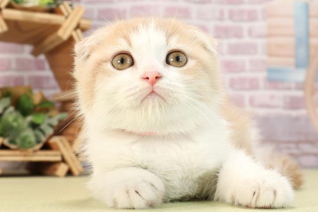 岐阜県のスコティッシュフォールド (Coo&RIKU岐阜店/2024年3月20日生まれ/女の子/クリームタビーホワイト)の子猫