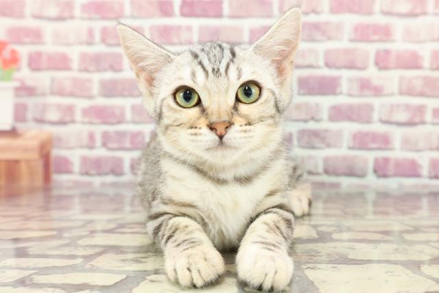 茨城県のジェネッタ (Coo&RIKU日立店/2024年1月31日生まれ/女の子/シルバーパッチドタビー)の子猫
