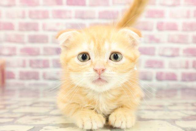 茨城県のスコティッシュフォールド (Coo&RIKU日立店/2024年3月13日生まれ/男の子/レッドタビー)の子猫