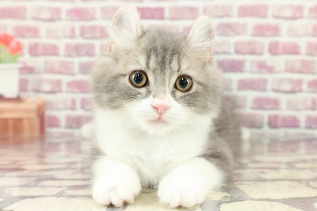 東京都のアメリカンカール (Coo&RIKU江戸川店/2024年2月1日生まれ/男の子/ブルータビーホワイト)の子猫