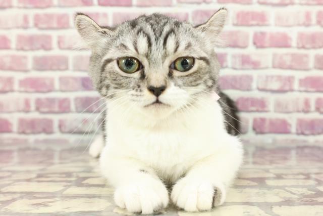 大阪府のアメリカンカール (Coo&RIKU高槻店/2023年12月24日生まれ/女の子/シルバータビーホワイト)の子猫