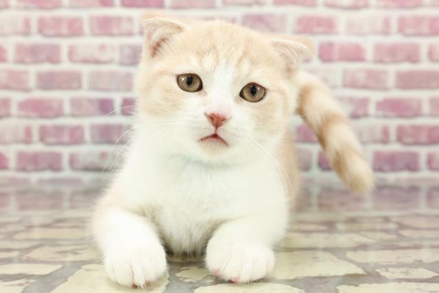 神奈川県のスコティッシュフォールド (Coo&RIKU平塚店/2024年2月25日生まれ/男の子/クリームタビーホワイト)の子猫