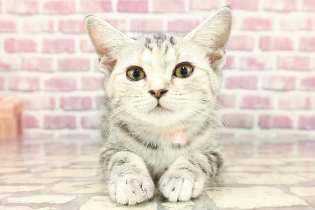 群馬県のスコティッシュフォールド (Coo&RIKU高崎店/2024年1月22日生まれ/女の子/シルバーパッチドタビー)の子猫