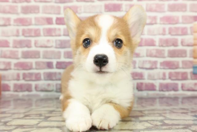 茨城県のウェルシュコーギーペンブローク (Coo&RIKU日立店/2024年3月19日生まれ/男の子/レッドホワイト)の子犬