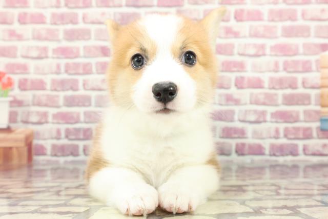 茨城県のウェルシュコーギーペンブローク (Coo&RIKU牛久店/2024年3月19日生まれ/男の子/レッドホワイト)の子犬