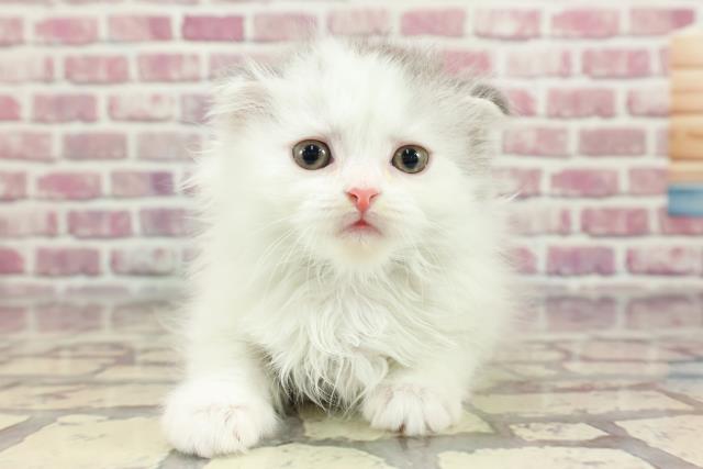 東京都のスコティッシュフォールド (Coo&RIKU高円寺店/2024年3月22日生まれ/男の子/シルバータビーホワイト)の子猫