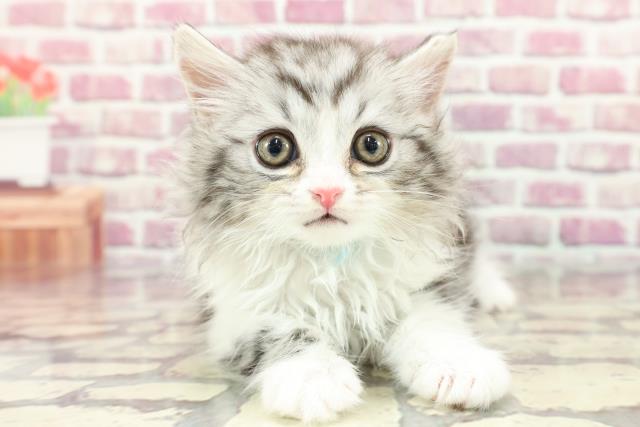 群馬県のスコティッシュフォールド (Coo&RIKU高崎店/2024年3月22日生まれ/男の子/シルバータビーホワイト)の子猫