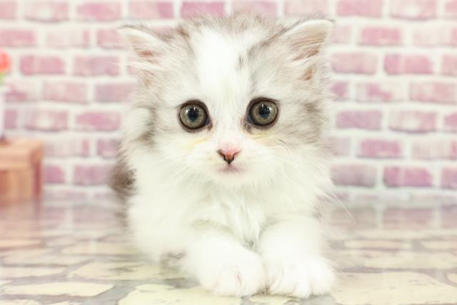 千葉県のスコティッシュフォールド (Coo&RIKU南柏店/2024年3月22日生まれ/男の子/シルバータビーホワイト)の子猫
