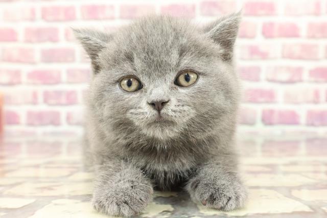 東京都のブリティッシュショートヘアー (Coo&RIKU中野サンモール店/2024年3月24日生まれ/男の子/ブルー)の子猫