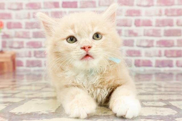 東京都のラガマフィン (Coo&RIKU新小岩店/2024年3月18日生まれ/男の子/クリームタビーホワイト)の子猫