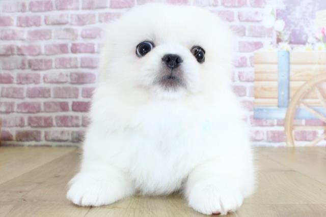 宮城県のペキニーズ (Coo&RIKU石巻店/2024年3月19日生まれ/男の子/ホワイト)の子犬