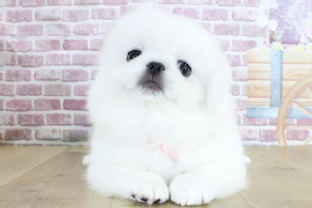 秋田県のペキニーズ (Coo&RIKU秋田店/2024年3月19日生まれ/女の子/ホワイト)の子犬