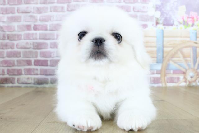 青森県のペキニーズ (Coo&RIKU八戸店/2024年3月19日生まれ/女の子/ホワイト)の子犬