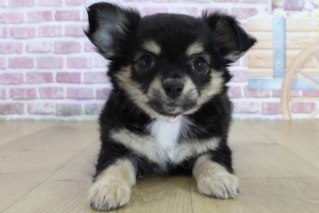 青森県のチワワ(ロング) (Coo&RIKU青森店/2024年3月23日生まれ/女の子/ブラックタンホワイト)の子犬