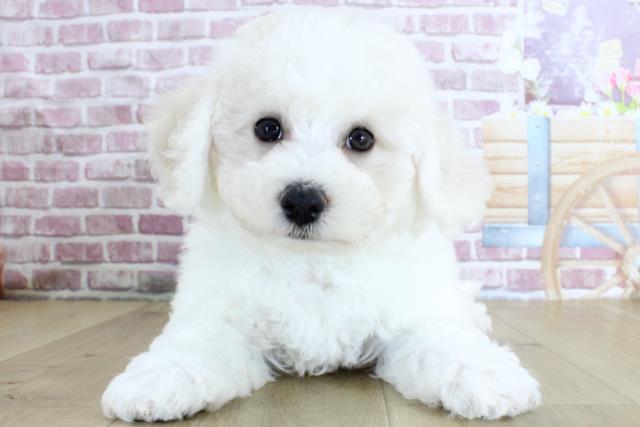 青森県のビションフリーゼ (Coo&RIKU弘前店/2024年3月23日生まれ/男の子/ホワイト)の子犬