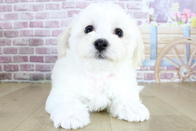 青森県のビションフリーゼ (Coo&RIKU八戸店/2024年3月23日生まれ/女の子/ホワイト)の子犬