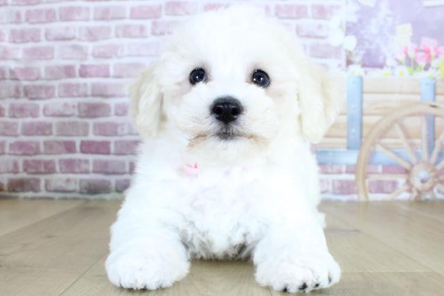 山形県のビションフリーゼ (Coo&RIKU山形店/2024年3月23日生まれ/女の子/ホワイト)の子犬