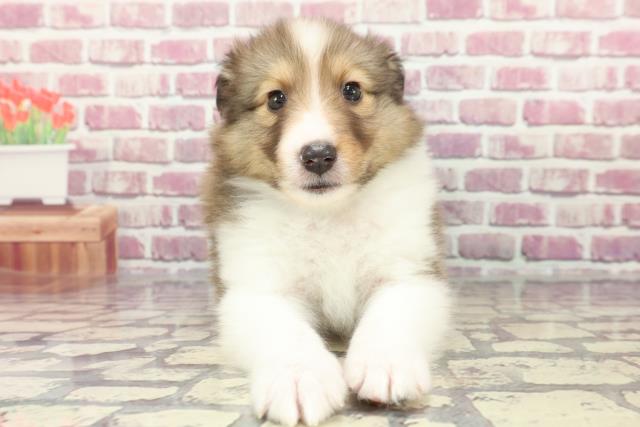 茨城県のシェットランドシープドッグ (Coo&RIKU筑西店/2024年3月25日生まれ/男の子/セーブルホワイト)の子犬