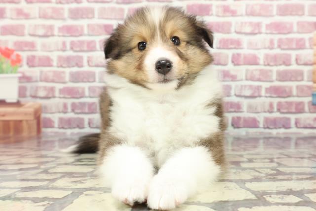 東京都のシェットランドシープドッグ (Coo&RIKU立川店/2024年3月25日生まれ/女の子/セーブルホワイト)の子犬