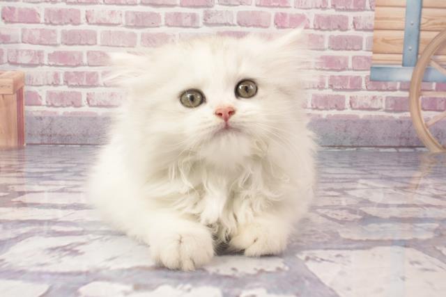 兵庫県のラガマフィン (Coo&RIKU神戸三宮店/2024年3月23日生まれ/女の子/ブルーシルバーパッチドタビー＆ホワイトバン)の子猫