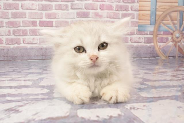 大阪府のラガマフィン (Coo&RIKU枚方店/2024年3月23日生まれ/女の子/ブルーシルバータビー＆ホワイトバン)の子猫