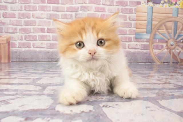 奈良県のラガマフィン (Coo&RIKU奈良新庄店/2024年3月23日生まれ/男の子/カメオタビーホワイトバン)の子猫