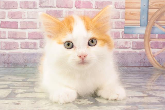 京都府のスコティッシュフォールド (Coo&RIKU舞鶴店/2024年3月12日生まれ/男の子/レッドホワイト)の子猫