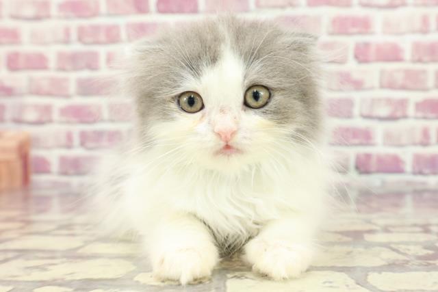 沖縄県のフォールデックス (Coo&RIKUイオン北谷店/2024年3月22日生まれ/男の子/ブルーホワイト)の子猫