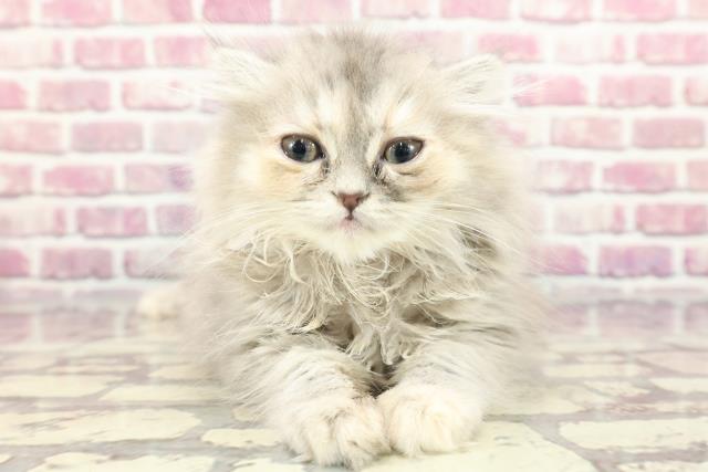 埼玉県のフォールデックス (Coo&RIKUアニマルケアセンター大宮/2024年3月22日生まれ/女の子/ブルータビー)の子猫